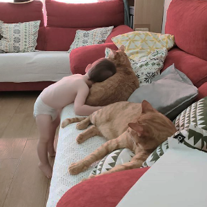 bebé y gatos en casa